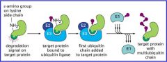 Cytosolic proteins designed for degradation are polyubiquitinylated by ubiquitin ligases once their degradation signal is unmasked.