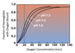Line A. 

As pH decreases, hemoglobin is more likely to release oxygen. Hemoglobin has a reduced affinity for oxygen. 