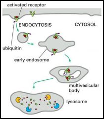 1. For inactivation, surface receptors are ubiquitinylated
2. Monoubiquitinylation of receptors induces their endocytosis
3. Endocytosed ubiquitinylated receptors are sequestered into internal vesicles of a compartment called the multivesicular ...