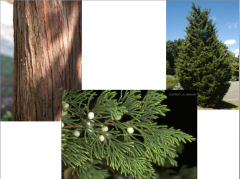 Eastern red-cedar