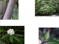 Great laurel, Rosebay, Rhododendron