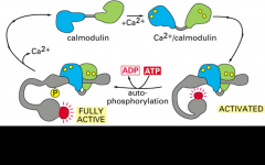 Calmodulin is activated by calcium when there is an increase in calcium concentration. Calmodulin undergoes a large conformational change, activating many downstream targets.