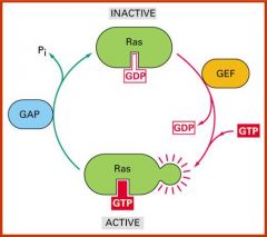 GTPases change conformation when hydrolysing GTP. Two switch regions change conformation, allowing GTPase to bind and modulate specific targets in the GTP bound form.
GTPases are regulated by GEF and GAP