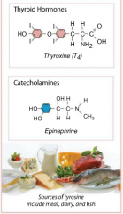 1. thyroid hormones, produced by the thyroid gland.
2. the catecholamines epinephrine(E), norepinephrine(NE), and dopamine .
