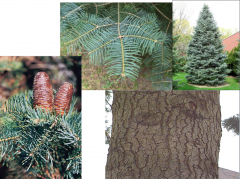 White fir, Concolor fir