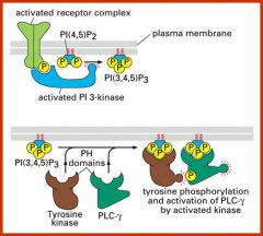 Phosphoinositides. These can be interconverted by kniases and phosphatases which allows the speciic co-localization of signalling components, which results  in their activation