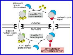 Transcriptional activators- shuttle between nucleus and cytosol by exposing nuclear import and export signals.