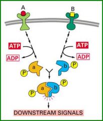 When signalling from two pathways are integrated by two of their cascade components interacting and transferring the signal jointly.