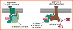 Ga subunit of trimeric G protein is activated by GPCR. It then receives GTP which allows it to bind to adenylyl cyclase. Upon GTP hydrolysis the transient Ga-adenylyl cyclase interaction is lost.