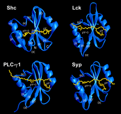 Amino acids around pTyr provide a specificity signature:
Shc = Leu or Val at 3rd position
Lck = Ile at 3rd position
PLC-yl = needs hydrophobic residue at 2nd position
Syp = needs specific residues up to 5 aas away from pTyr