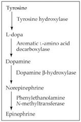 Tyrosine in the brain is converted to L-dopa by tyrosine hydroxylase (follow chart above)