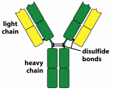 Two green chains-exactly the same, linked by disulfide bond. Heavy chains

Two yellow shorter chains- light chains

*Heavy chains will be different. Different light chains for different B-cells. Variable regions!