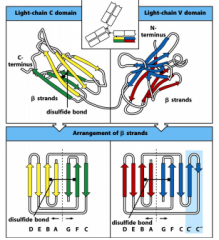 -Antibodies part of immunoglobulin family. Domains of antibodies contain similar structures
-Ig domain:
Antiparallel beta pleated sheets, two attached by disulfide bond. Has a beta barrel structure. The fold is the immunoglobulin superfamily