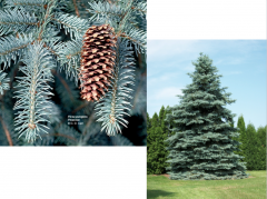 Colorado blue spruce, Blue spruce