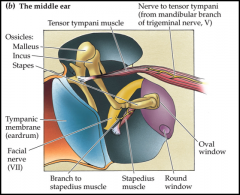 - oval window is window to cochlea
- two muscles: tensor tympani; stapedius
- when activated too much, muscles stiffen and pull from oval window to dampen loudness