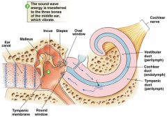 - endolymph fluid
- vasilar membrane allows hearing by transferring vibration energy to neural