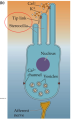 - stereocilia are in various sizes: short medium long
- stereocilia are in each hair cell; tip links are thin fibers than run across each stereocilia, linking them together like a bridge
- if hairs move by vibrations from basal membrane fluid vibr...