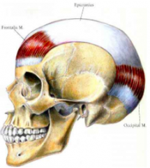 Består af to venter occipitalis og venter frontalis, der er forenet af en tynd, bred sene kaldes galae aponeurotica. 