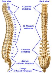 Consists of 24 moveable vertebrae  in three sections: 


7 Cervical 


12 Thoracic 


5 Lumbar


 


with 5 fused bones in the sacrum and 4 fused bones to form the coccyx. 