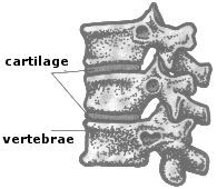 Cartilaginous: the bones have no joint cavity, and the are held together by cartilage. 