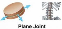 The gliding joint allows gliding between two flat surfaces. Side-to-Side or Back-and-Forth movement. 


Examples: 


Carpals and Tarsals