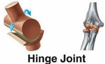 The hinge joint allows movement in only one direction. 


Examples:


Elbow and Knee 


 