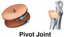 This joint allows a rotation movement. 


Examples: 


 