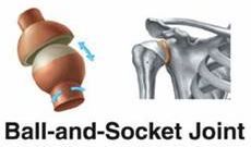 This joint allows a wide range of movement which is made possible by a round-headed bone fitting into a cup-shaped socket. 


Examples:


Hip and Shoulder 

 