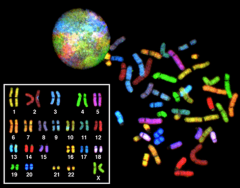Incorporates specific probes and techniques to colorize chromosomes it provides a more detailed analysis of chromosome structure than traditional karyotypes