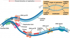 Replication occurs through a process called semiconservative replication


 


DNA pulled apart and play a role as a template for copying the DNA 


 


Replication is initiated by DNA helicase, an enzyme that separates the two strands ...