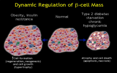 Normally islets comprise 1-2% of the pancreatic cell population and B cells represent 60% of the islet endocrine cells. 


In insulin resistance islets increase in both size and number due to Beta cell increases in size and number with the Beta c...