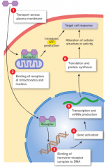 -those bound to mitochondria increase the mitochondrial rates of ATP production. 
 