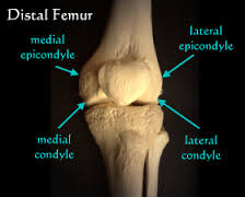 Medial and Lateral Condyles (bottom arrows)