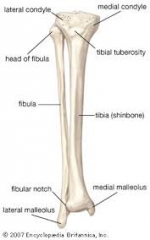 The Tibia is the bigger, and the weight bearing bone.