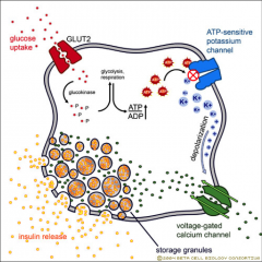 Glucose uptake into cells by GLUT 1 


Glucose is metabolised and this increases ATP: ADP ratio. 


This activates ATP-senstive K+ channels with CLOSE and depolarise the cell.


Depolarisation opens the Ca2+ channels and this influx of Ca2+ caus...