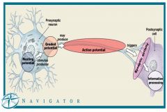 

•Many
dendrites receive neurotransmitter messages simultaneously: some excitatory,
some inhibitory 
•Net
effect on axon hillock determines if action
potential is produced 