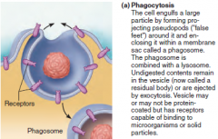 ATP 
- “Cell eating”: A large external particle (proteins,
bacteria, dead cell debris) is surrounded by a
“seizing foot” and becomes enclosed in a vesicle
(phagosome).

EX. In the human body, occurs
primarily in protective
phagocyt...