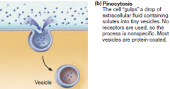 (fluid-phase endocytosis)
ATP 
- Plasma membrane sinks beneath an external
fluid droplet containing small solutes. Membrane
edges fuse, forming a fluid-filled vesicle.

Occurs in most cells; important
for taking in dissolved solutes
by abs...