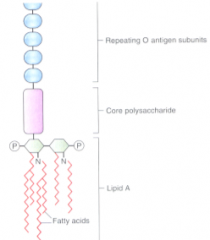 - Repeating O antigen subunits
- Core polysaccharide
- Lipid A (the toxic part)