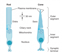 each rod and cone is divided into an outer segment, inner segment (with nuclear region) and a synaptic zone
 
saccules and discs in the outer segment contain photosensitive compounds that react to light to initiate APs in the the visual pathways
 ...