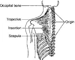 Origin: 1. Occipital bone 2. Vertebrae (cervical and thoracic)
Insertion: 1. Clavicle 2. Scapula (spine and coracoid)
Function: 1. Raises or lowers shoulders and shrugs them. 2. Extends head when occiput acts as insertion
Innervation: Spinal ac...