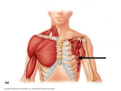 Origin: Ribs (Upper 8 or 9)
Insertion: Scapula (anterior surface, vertebral border)
Function: Pulls shoulder forward, abducts and rotates it upward
Innervation: Long thoracic nerve