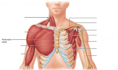 Origin: 1. Clavicle (medial half) 2. Sternum 3. Costal cartilages of true ribs
Insertion: Humerus
Function: 1. Flexes upper arm 2. Adducts upper arm anteriorly; draws it across chest.
Innervation: Medial and lateral anterior thoracic nerves