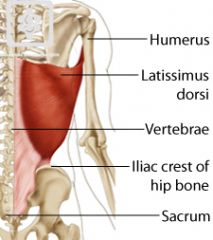 Origin: 1. Vertebrae (spines of lower thoracic, lumbar, and sacra) 2. Ilium (crest) 3. Lumdorsal fascia
Insertion: Humerus (intertubercular groove)
Function: 1. Extends upper arm 2. Adducts upper arm posteriorly
Innervation: Thoracodorsal nerve