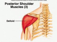 Origin: 1. Clavicle 2. Scapula (spine and acromion)
Insertion: Humerus (lateral side about half way down deltoid tubercle)
Function: 1. Abducts upper arm 2. Assists in flexion and medial rotation of arm
Innervation: Axillary nerve
