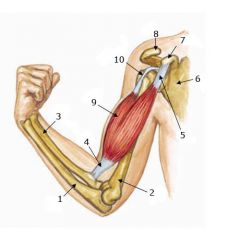 Origin: 1. Scapula (supraglenoid tuberosity) 2. Scapula (coracoid)
Insertion: Radius (tubercle at proximal end)
Function: 1. Flexes supinated (turned so that palm or sole is facing up) forearm 2. Supinates forearm and hand
Innervation: Musculot...