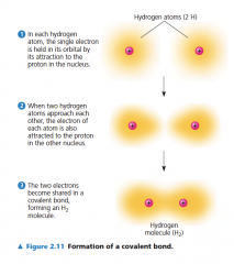 Two or more atoms held together
by covalent bonds constitute a molecule, in this case a hydrogen molecule.