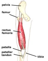 Origin: Ilium (anterior, inferior spine)
Insertion: Tibia (by way of patellar tendon)
Function: 1. Flexes thigh 2. Extends lower leg
Innervation: Femoral nerve