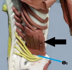 *Extends/laterally flexes spine; posture 

Origin: Ilium (iliac crest) 
Insertion: Rib 12 and lumbar vertebrae
