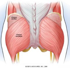 Origin: Ilium (lateral surface)
Insertion: Femur (greater trochanter)
Function: Abducts thigh-rotates outward; stabilizes pelvis on femur
Innervation: Superior gluteal nerve